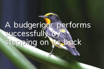 A budgerigar performs successfully by stepping on its back
