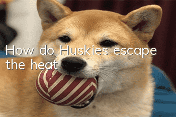How do Huskies escape the heat?