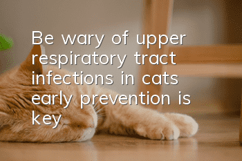 Be wary of upper respiratory tract infections in cats, early prevention is key!