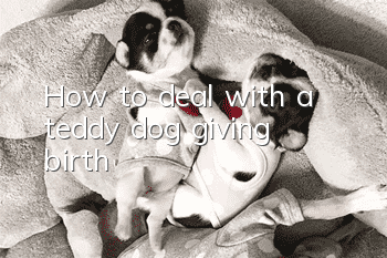 How to deal with a teddy dog giving birth