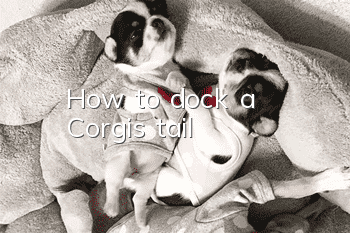 How to dock a Corgi’s tail