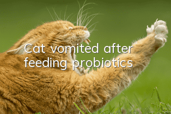 Cat vomited after feeding probiotics
