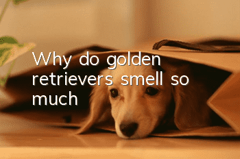 Why do golden retrievers smell so much?