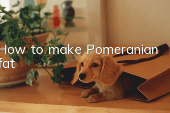 How to make Pomeranian fat