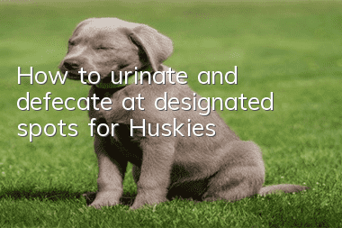 How to urinate and defecate at designated spots for Huskies