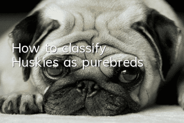 How to classify Huskies as purebreds