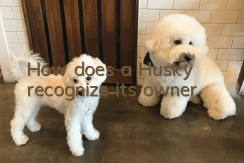 How does a Husky recognize its owner?