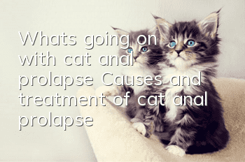What's going on with cat anal prolapse? Causes and treatment of cat anal prolapse!