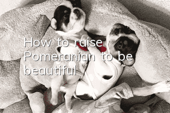 How to raise Pomeranian to be beautiful