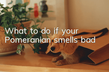 What to do if your Pomeranian smells bad