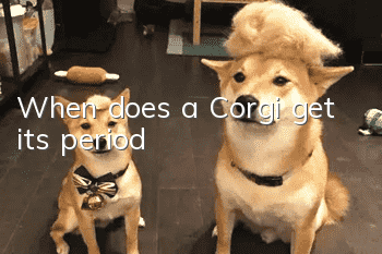 When does a Corgi get its period?