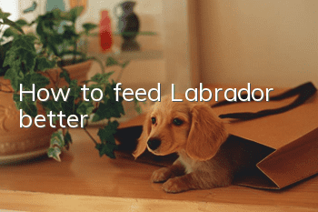 How to feed Labrador better