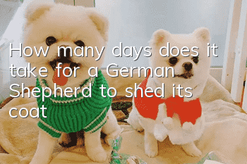 How many days does it take for a German Shepherd to shed its coat?