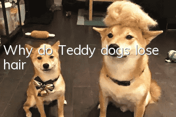 Why do Teddy dogs lose hair?