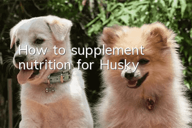 How to supplement nutrition for Husky