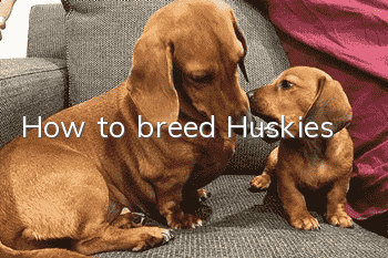 How to breed Huskies