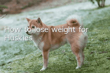 How to lose weight for Huskies