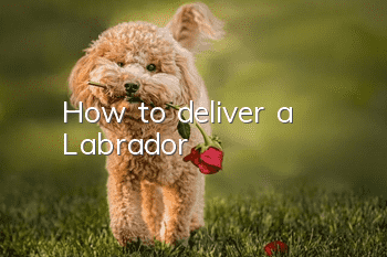 How to deliver a Labrador