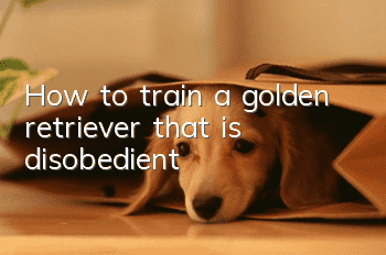 How to train a golden retriever that is disobedient