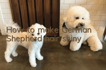 How to make German Shepherd hair shiny