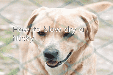 How to blow dry a husky