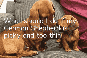 What should I do if my German Shepherd is picky and too thin?