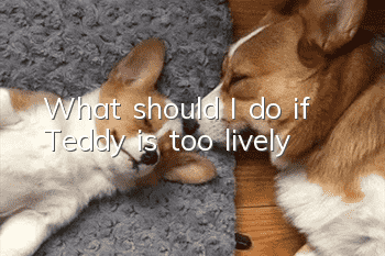 What should I do if Teddy is too lively?