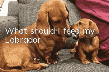 What should I feed my Labrador?
