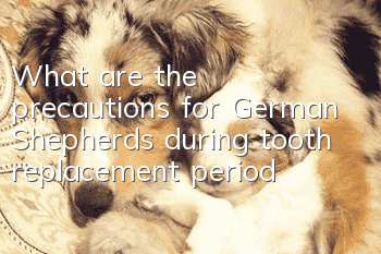 What are the precautions for German Shepherds during tooth replacement period?