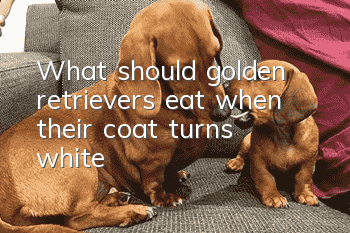What should golden retrievers eat when their coat turns white?