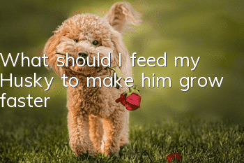 What should I feed my Husky to make him grow faster?