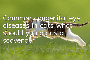 Common congenital eye diseases in cats, what should you do as a scavenger?