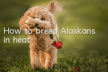 How to breed Alaskans in heat