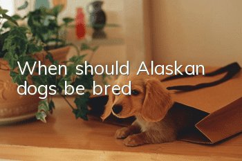 When should Alaskan dogs be bred?
