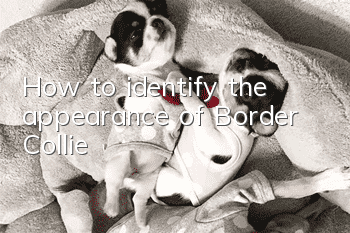 How to identify the appearance of Border Collie