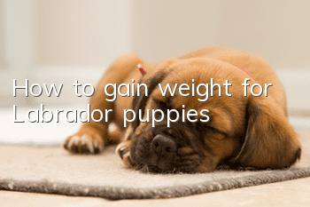 How to gain weight for Labrador puppies