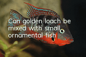 Can golden loach be mixed with small ornamental fish?