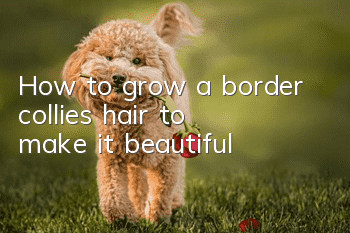 How to grow a border collie’s hair to make it beautiful