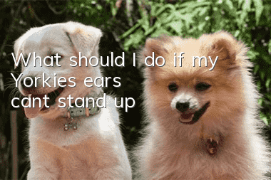 What should I do if my Yorkie’s ears can’t stand up?
