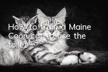 How to train a Maine Coon cat to use the toilet