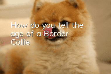 How do you tell the age of a Border Collie?