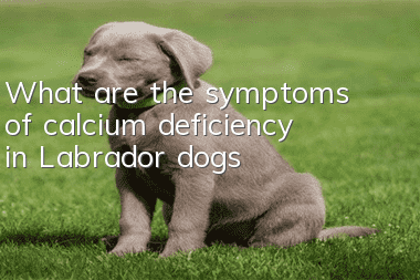 What are the symptoms of calcium deficiency in Labrador dogs?