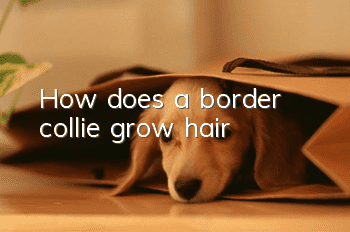 How does a border collie grow hair?