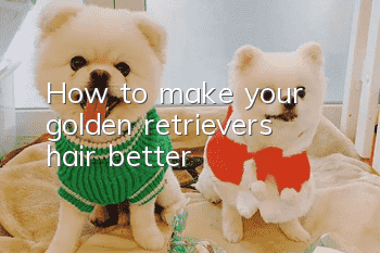 How to make your golden retriever’s hair better