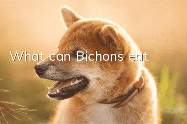 What can Bichons eat?