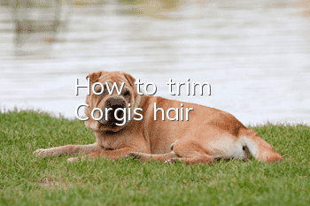 How to trim Corgi's hair