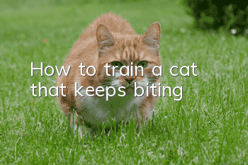 How to train a cat that keeps biting?