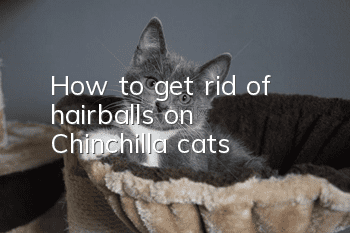 How to get rid of hairballs on Chinchilla cats?
