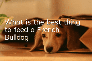 What is the best thing to feed a French Bulldog?