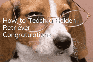 How to Teach a Golden Retriever Congratulations